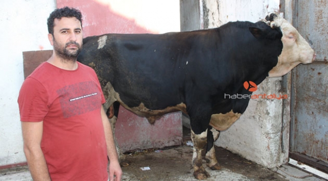 1.3 tonluk 'Paşa' !