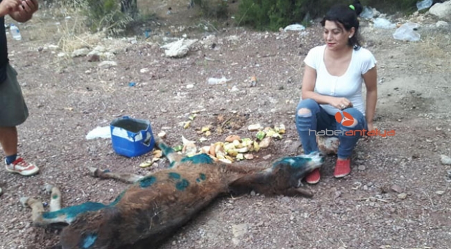 Halıya sarıp ormanda ölüme terk ettiler