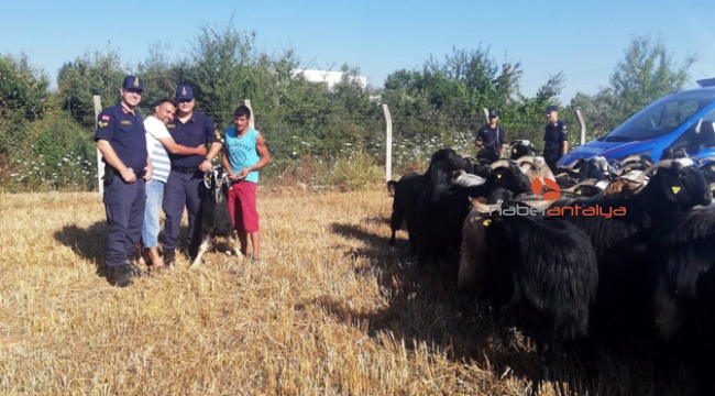 Kaybolan 80 küçükbaş hayvan drone ile bulundu