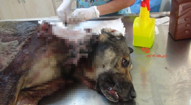 Sokak köpeğine domuz kurşunu 