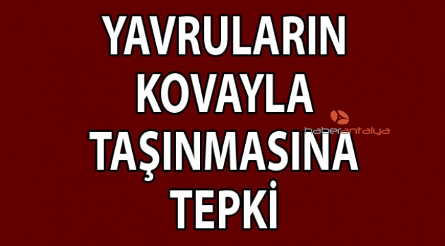 Yavrularının kovayla taşınmasına tepki