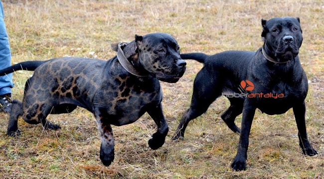 Barınağa giren hırsızlar pitbull cinsi köpekleri çalıp kaçtı