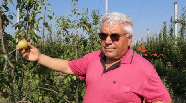 Çocukluk hayali armut bahçesinde ilk hasadını yaptı