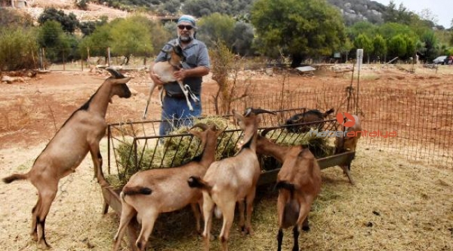 Doğadaki çiftleşmeden yeni keçi ırkı