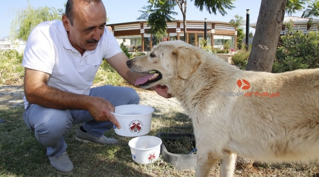 Döşemealtı'nın her bir köşesine mama ve su kabı bırakıldı