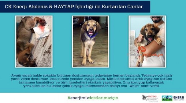 'Enerjimiz Dostlarımız İçin' Projesi