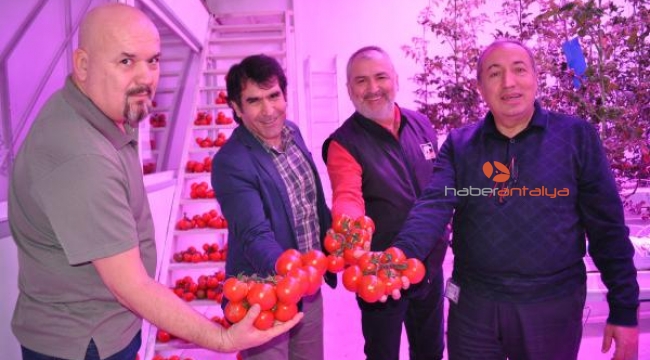 Kapalı seralarda led armatür ile salatalık yetiştirecek