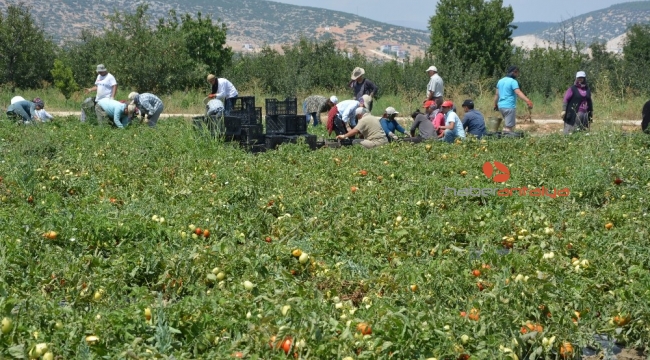 'Kırmızı altın'da hasat zamanı