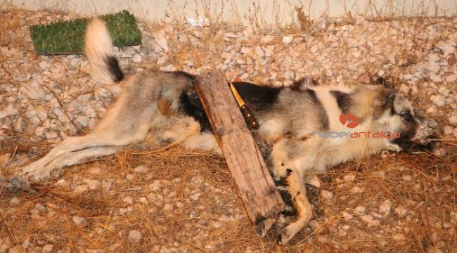 Köpeği öldürüp, bıçağı üzerine bıraktılar
