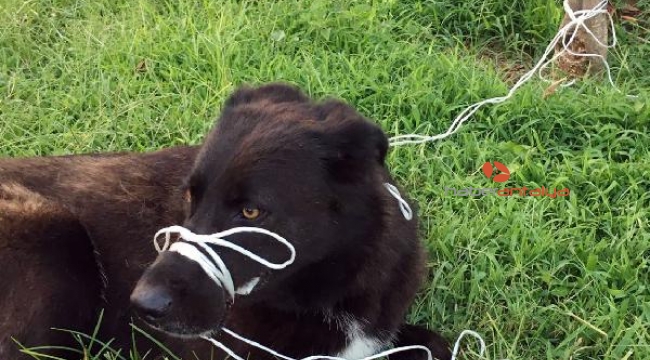 Köpeğin ayağını ve ağzını bağlayıp, ölüme terk ettiler