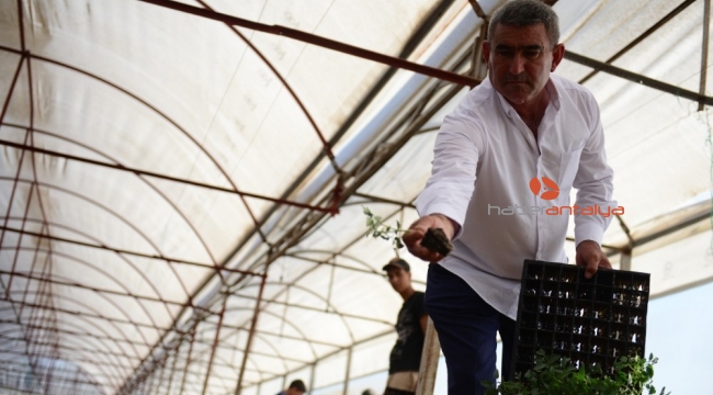 Kumluca güz dönemi domates dikimi başladı