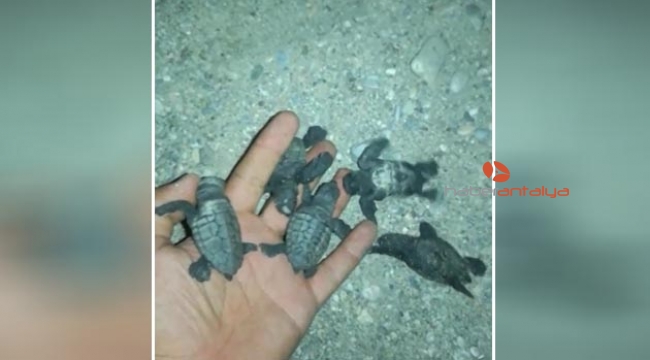 Minik carettalar ay ışığı ile sokak lambasını karıştırıp yolunu şaşırdı 
