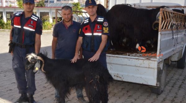 Sahte parayla 17 küçükbaş