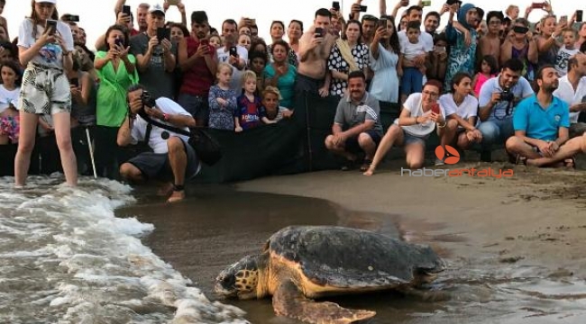 Tedavileri tamamlanan caretta carettalar denize bırakıldı