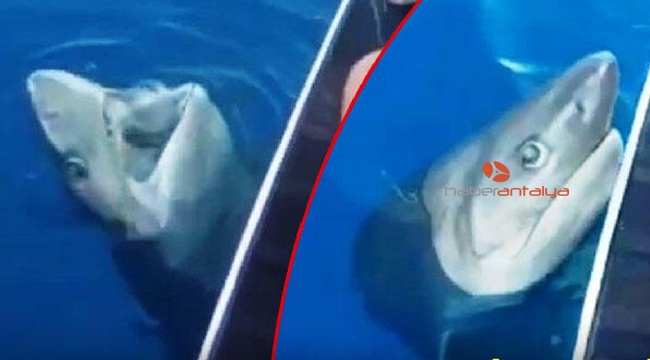 Tekne turu sırasında oltaya takılan 3 metrelik köpek balığı turistleri şoke etti