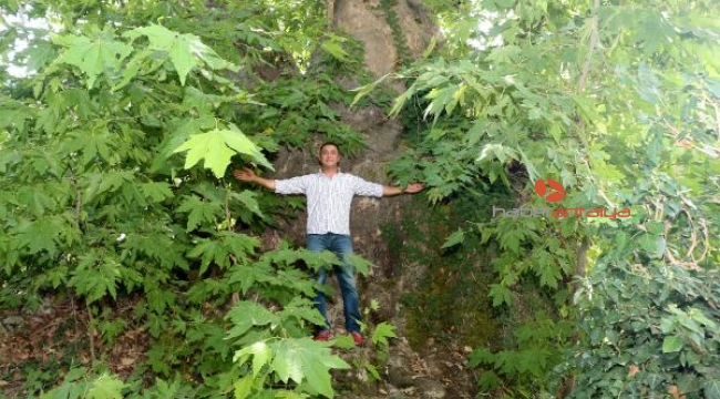 Zamana meydan okuyan dev çınar ilgi odağı