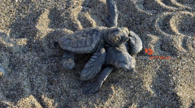 60 bin yavru caretta caretta denizle buluştu