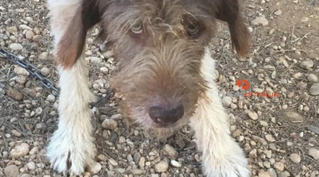 Antalya'da sokak köpeklerine mangal ziyafeti