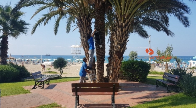 Büyükşehir'den kırmızı palmiye böceği mücadelesi