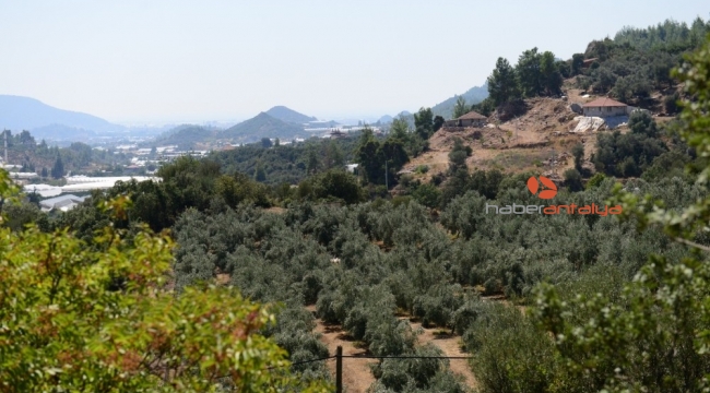 Dağı taşı zeytin bahçesine çevirdiler, rekor üretim bekliyorlar