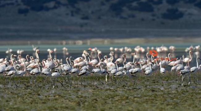 Flamingoların bir gölü daha kurudu