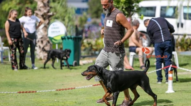 Irk köpekler, Antalya'da yarışıyor