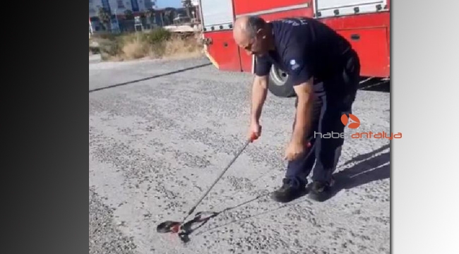 İtfaiyecinin yılanın başını demir çubukla ezmesine inceleme