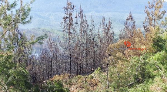 Kaş'taki orman yangınında yaklaşık 40 hektar alan zarar gördü
