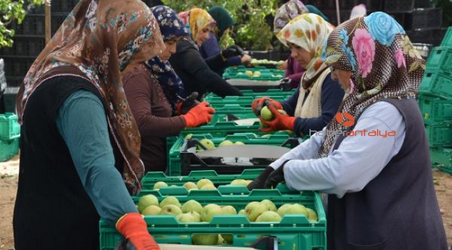 Korkuteli'nde armut hasadı başladı