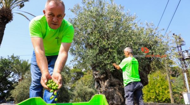 Odun yapılacakken kurtarılan 1200 yıllık ağaçların zeytini açık artırmayla satılacak