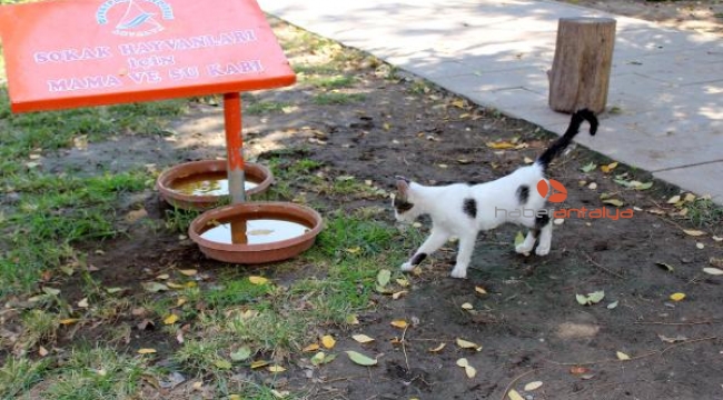 Tarihi Saat Kulesi'nin yanındaki kedi evleri kaldırıldı