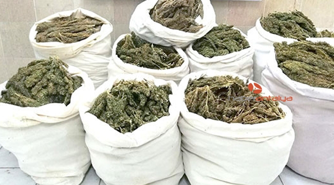 200 kilo esrar ele geçirildi
