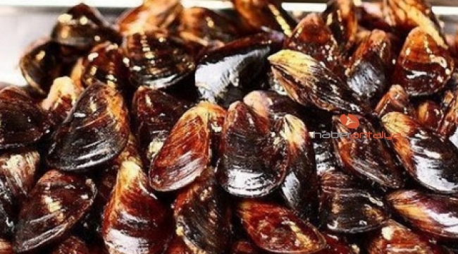 Antalya'da sağlıksız olduğu belirlenen 8 ton midye imha edildi