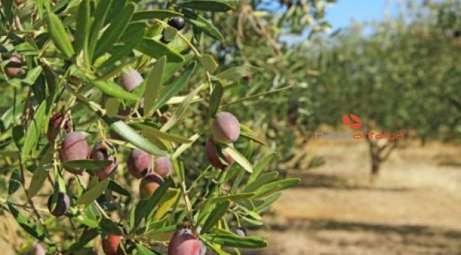 Zeytin ağacı katliamı