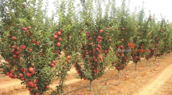 464 bin 739 dekar tarım arazisi sulandı