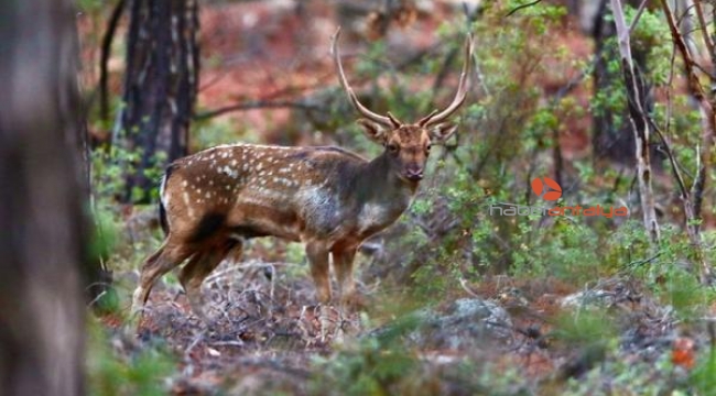 Antalya'da çiftleşme dönemindeki alageyikler için 'stres' uyarısı
