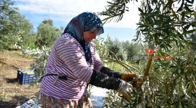 Antalyalı girişimci hibe ile sofralık zeytin fabrikası kurdu