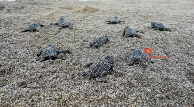 Antik Patara'da caretta caretta rekoru