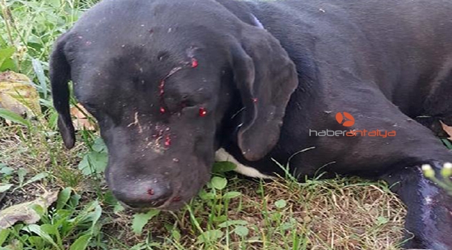 Bahçesine giren köpeği tüfekle vurdu