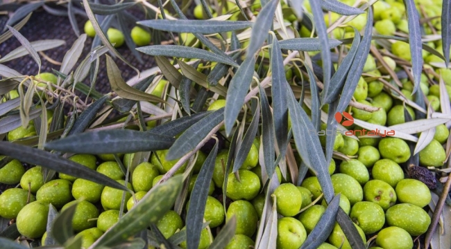Dokumapark'ta zeytin hasadı