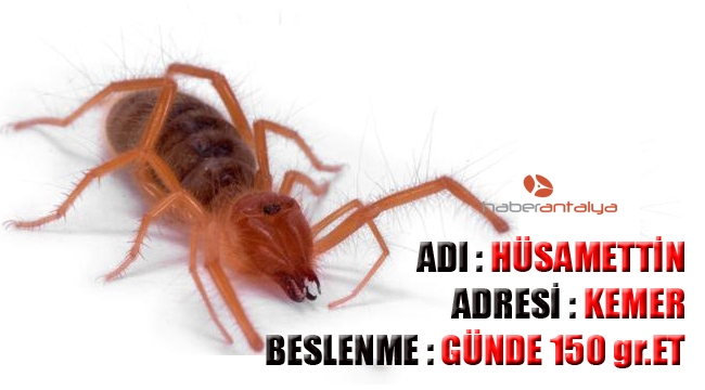 Et yiyen örümceğin adını Hüsamettin koydular,