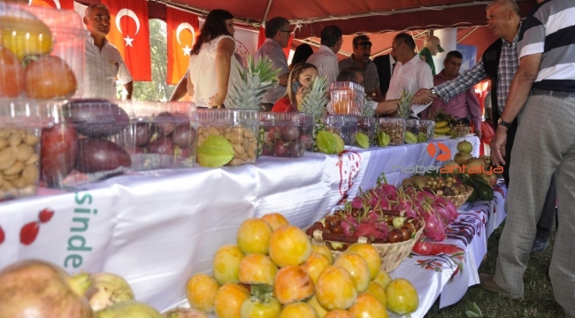 Gazipaşa 10. Çekirdeksiz Nar ve Tropikal Meyve Festivali başladı