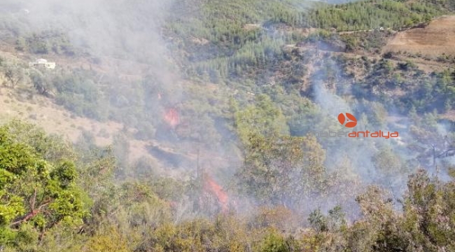 Orman yangını