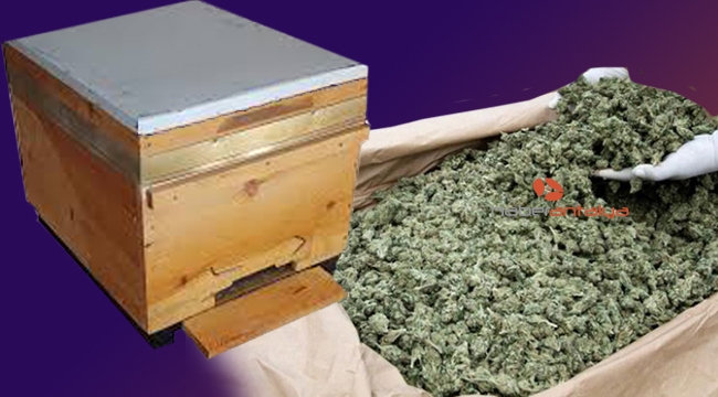 Jandarma uyuşturucuyu arı kovanının içinde buldu
