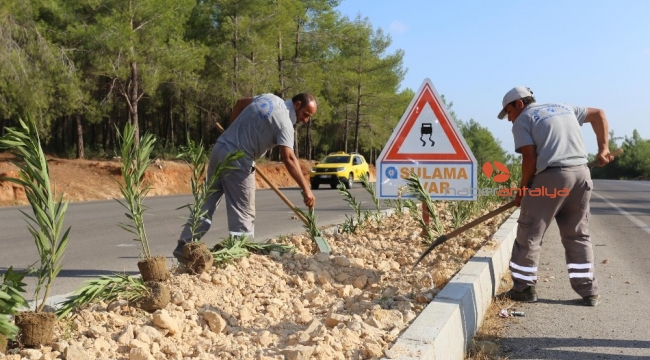 Kepez'in caddeleri çiçek açıyor