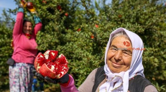 Kırmızı nar üreticiyi memnun etti