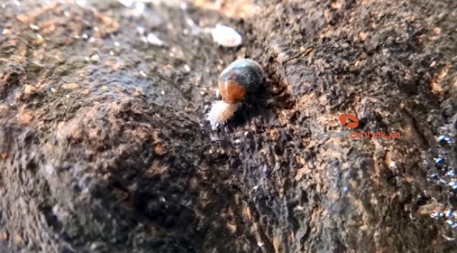 Narenciye ve nar ağaçlarını avcı böcek koruyor