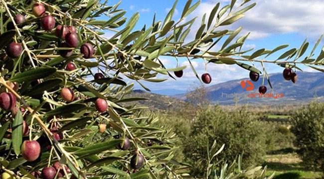 Piknikciler zeytinliği yaktı