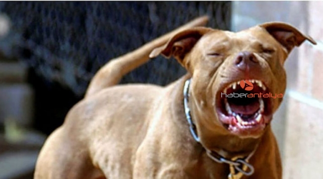 'Ruhsatı olmayan pitbull beslemesin'