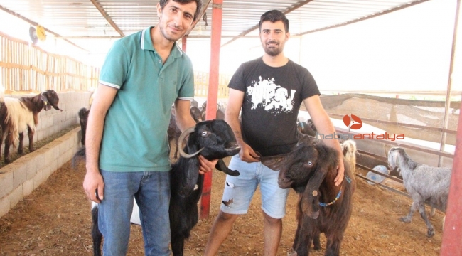 Sadece bir tanesi günde 6 kilo süt veriyor